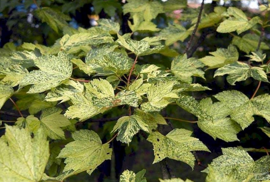 Сорт Леополди Сорт клен Леополди