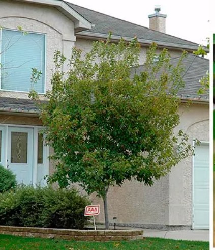 Бял клен сорт PatdelI Сорт Патдел