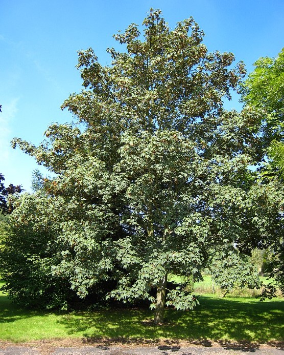 Бял клен Вид клен Бял