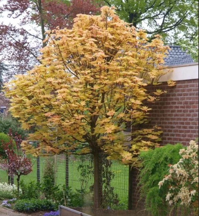 Жълто-розов клен Brilliantissimum Сорт Брилянтисимум