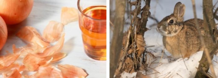 Вредител по клена Заекът е дървесен вредител.