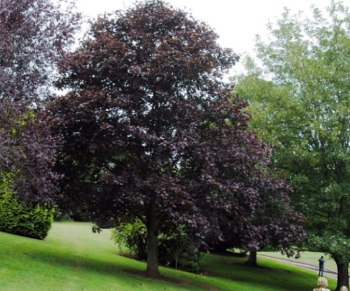 Висок вид клен Видове черен клен