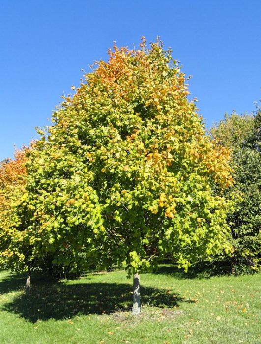 Черен клен Черен клен