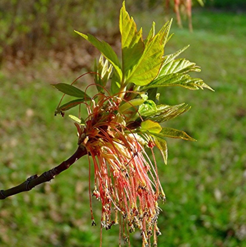 Цъфтеж с ясенови листа