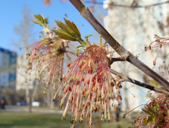 Ясенов клен в разцвет