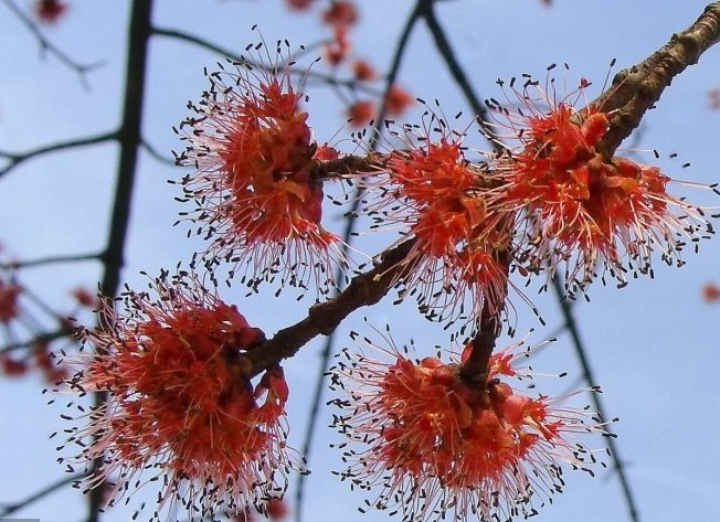 Сканлон Мейпъл