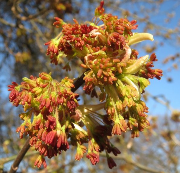 Кленов цвят