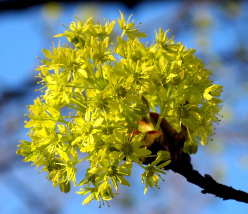 Цъфтеж на норвежки клен