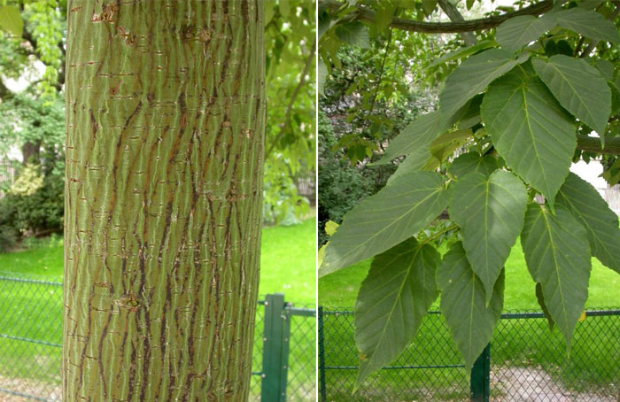Стволът и листата на клена Давид Кленът на Дейвид