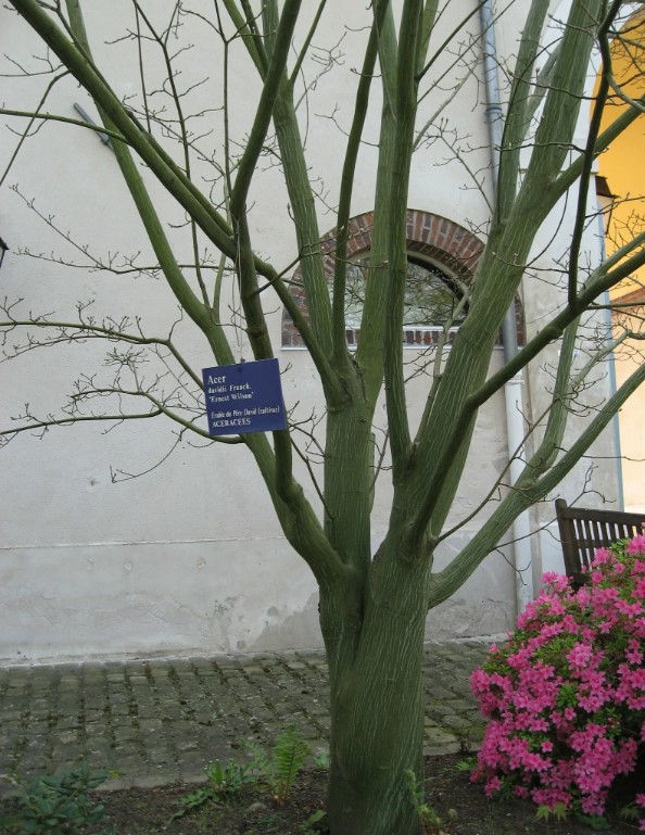 Широколистно кленово дърво Давид Сорт клен „Змийска кора“ Ърнест Уилсън