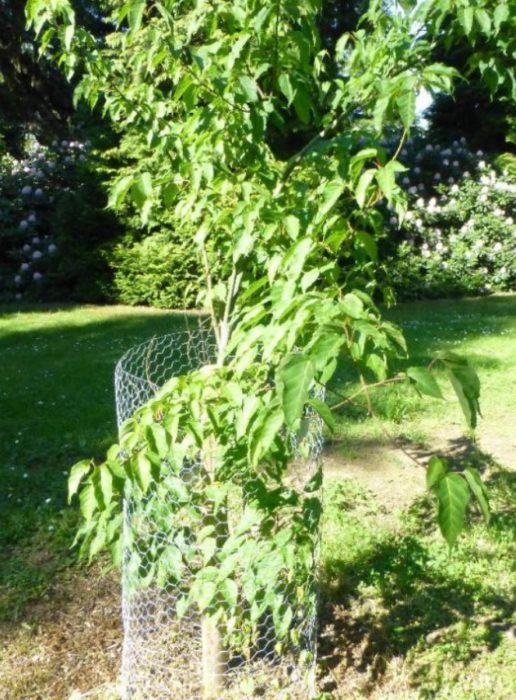 Широколистно дърво от сорта Розали Клен сорт Розали