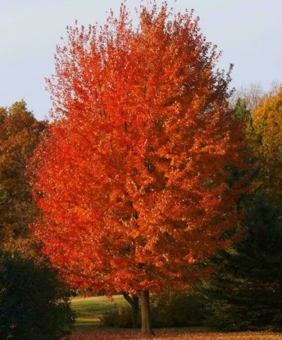 Червен клен през есента Червен клен