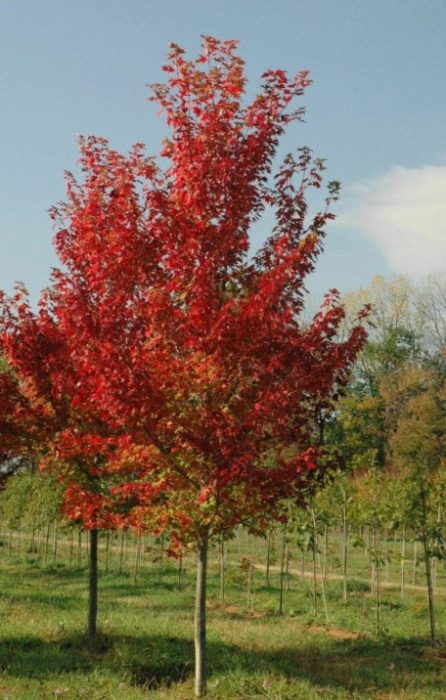 Сорт червен клен Есенен пламък Сорт Есенен пламък