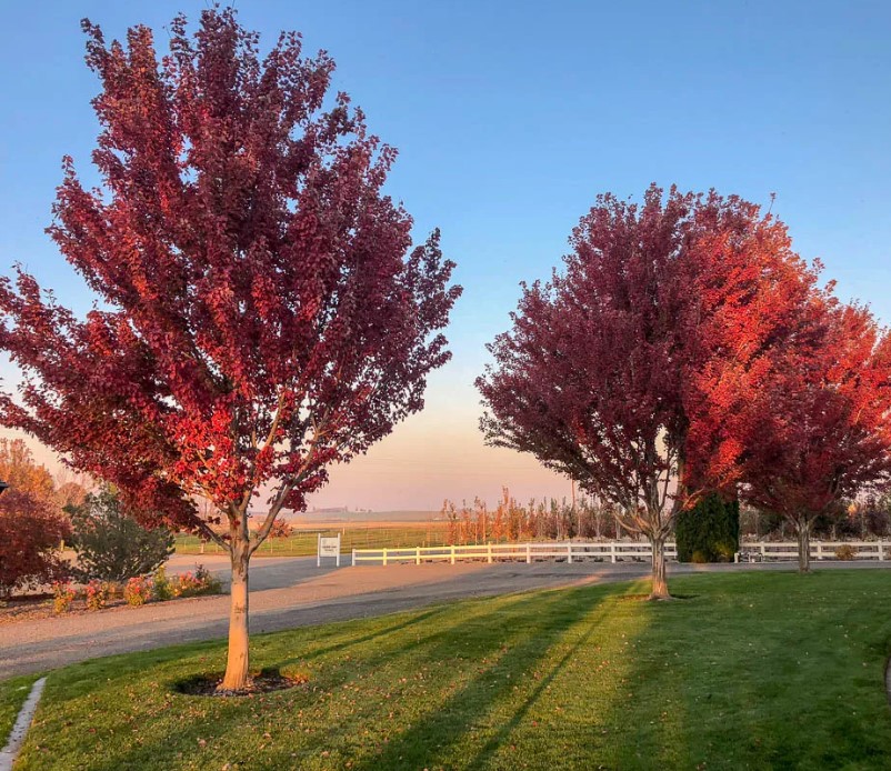 Червен сорт Брендивайн Сорт Брендивайн