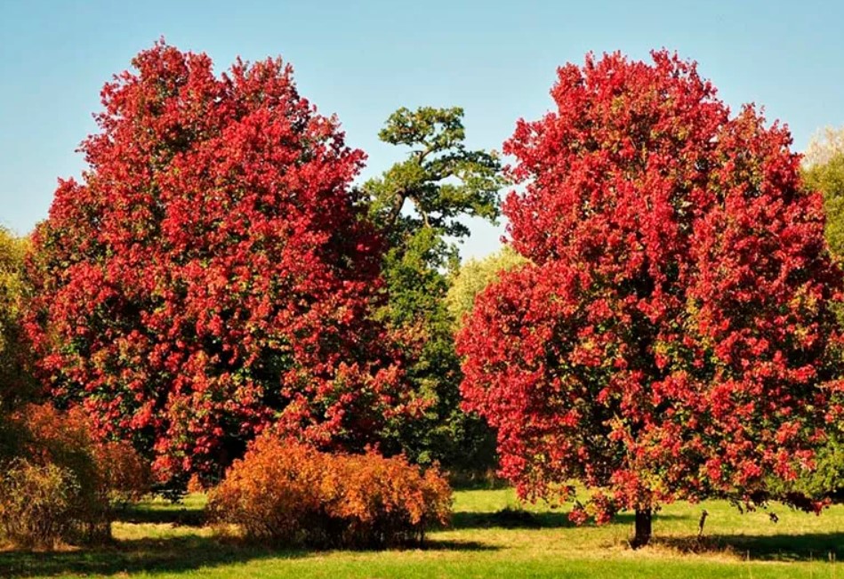 Червен клен сорт Октомврийска слава Сорт Октомврийска слава
