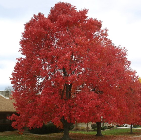 Червен клен "Залез" Сорт Червен залез