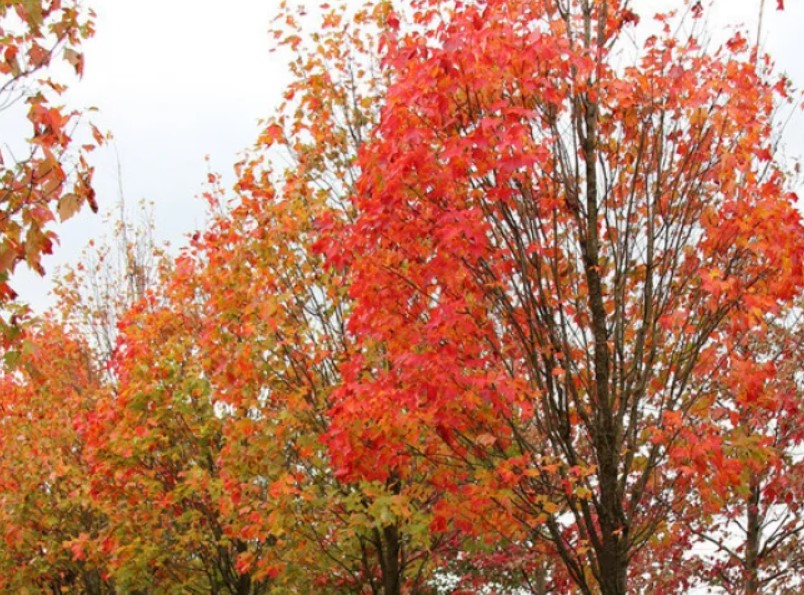Сорт Сканлон Червен сорт Сканлон