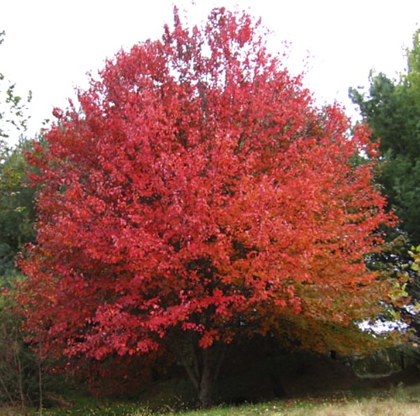 Сорт клен Сън Вали