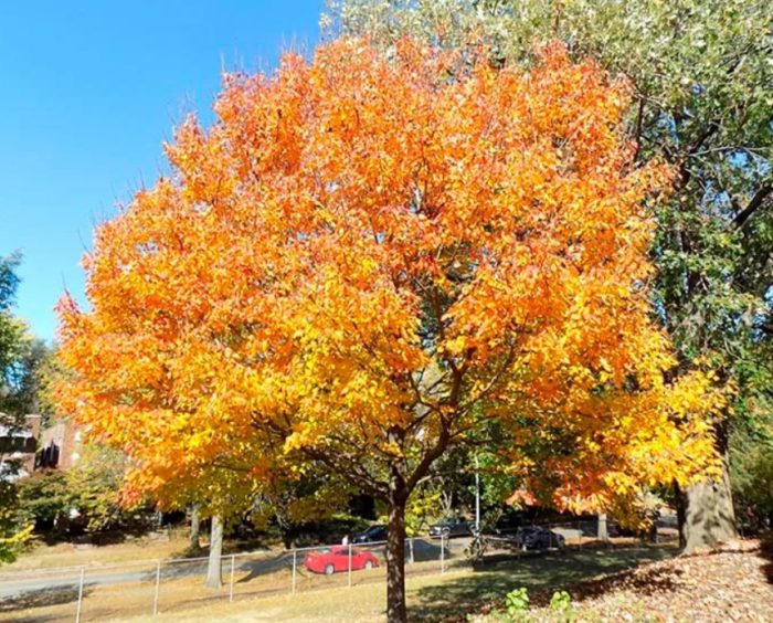 Сорт Нортууд Сорт Нортууд