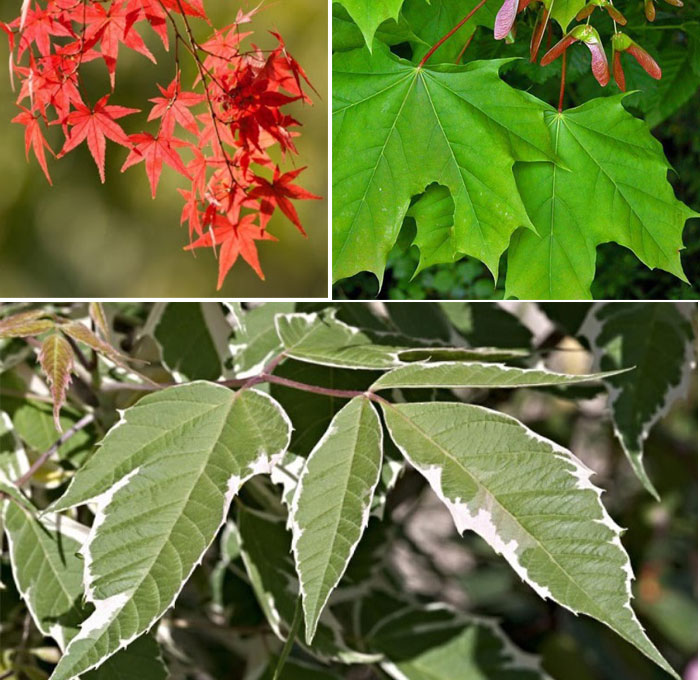 Как изглеждат листата на различните видове кленове? Видове кленови листа