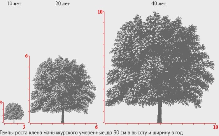Растеж на дърветата Как расте манджурският клен?