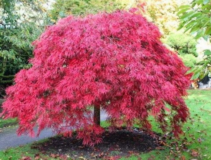 Видове клен Манджурски Манджурски клен през есента