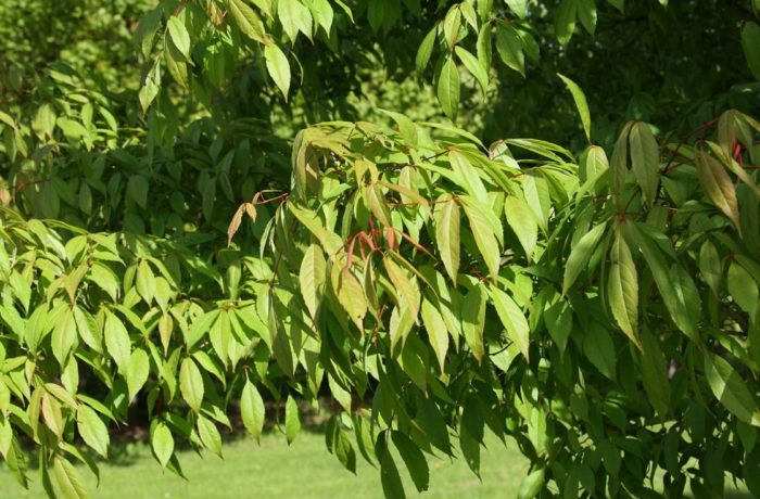 Листа на манджурски клен Манджурски клен