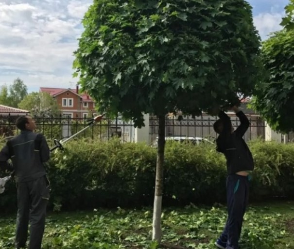 Внимателно подрязване на клен Резитба на клен