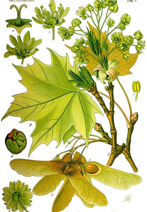 Кленови листа и семена Листа, семена, цветове на норвежки клен