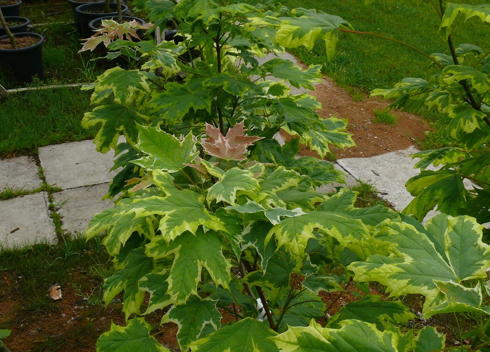 Клен Дръмонди Норвежки клен Дръмонди