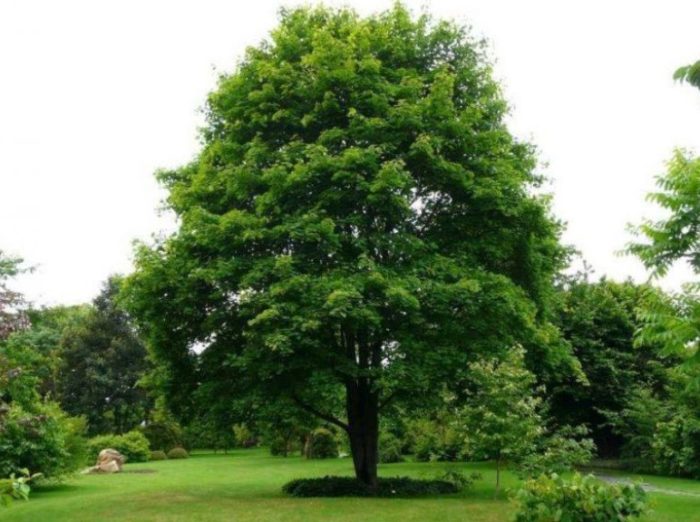 Видове ахилия Норвежки клен