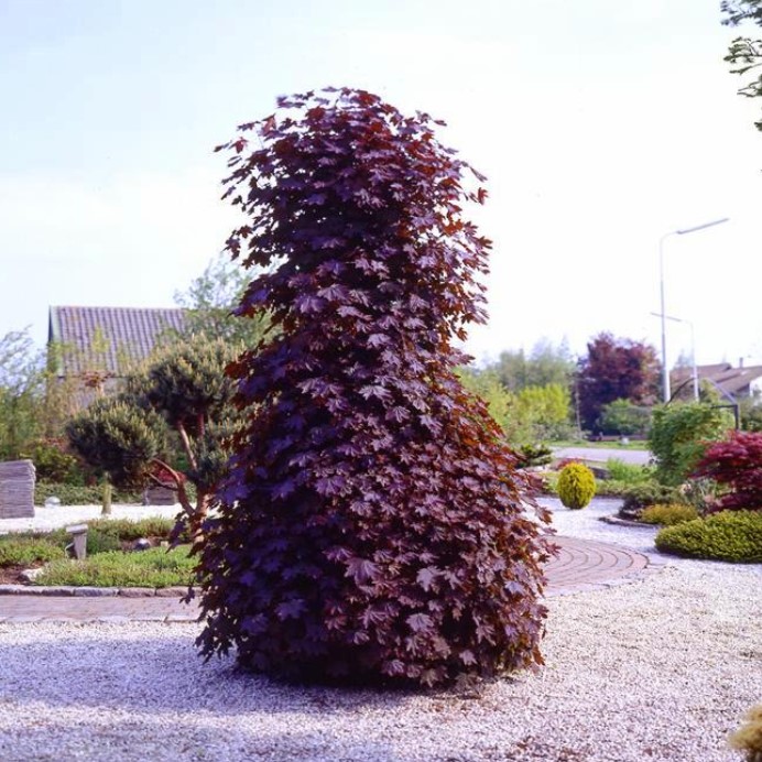 Норвежки клен сорт Crimson Sentry Кленов клен Crimson Sentry