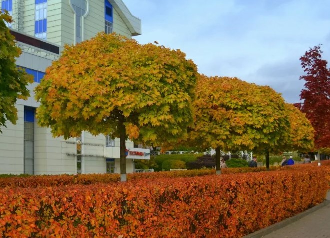 Норвежки клен сорт Globosa Клен сорт Globosa