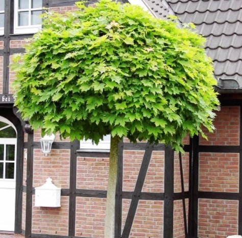 Джудже дърво от сорта Globosum Клен сорт Globosum