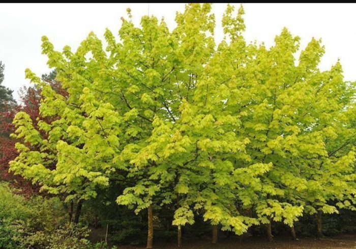 Сортът Принстън Голд е вид растение с листа от джел. Норвежки клен сорт Принстън Голд