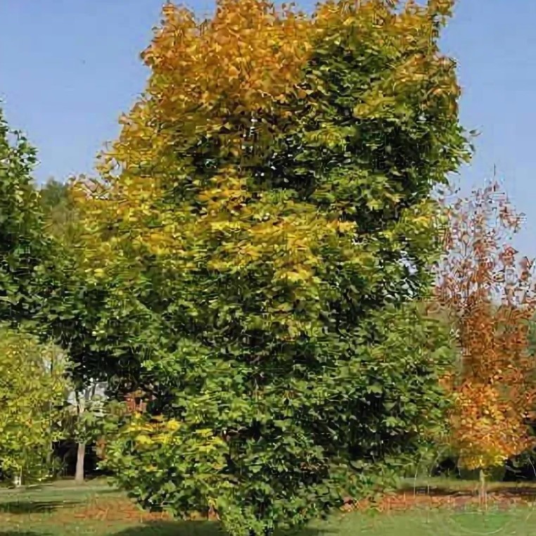 Клен сорт Pyramidale Nanum Норвежки клен Pyramidale Nanum