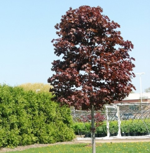 Сорт „Роял Ред“ Кралски червен норвежки клен