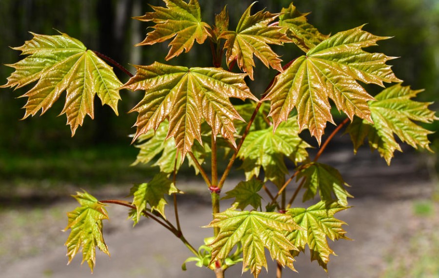 Разнообразие от норвежки клен Клен със златни листа
