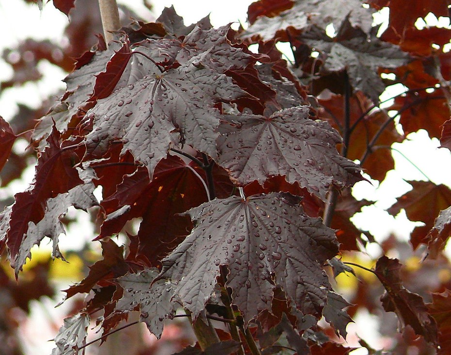 Сорт Crimson King Сорт с тъмно лилави листа