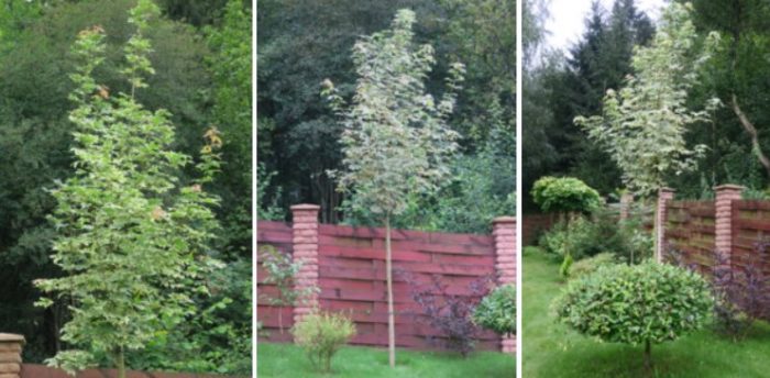 Норвежки клен в пейзажа Сорт Дръмондии