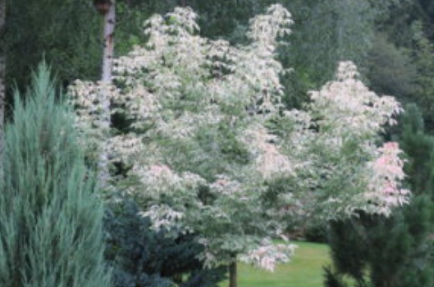 Бял клен Фламинго Сорт Фламинго по-близо до есента