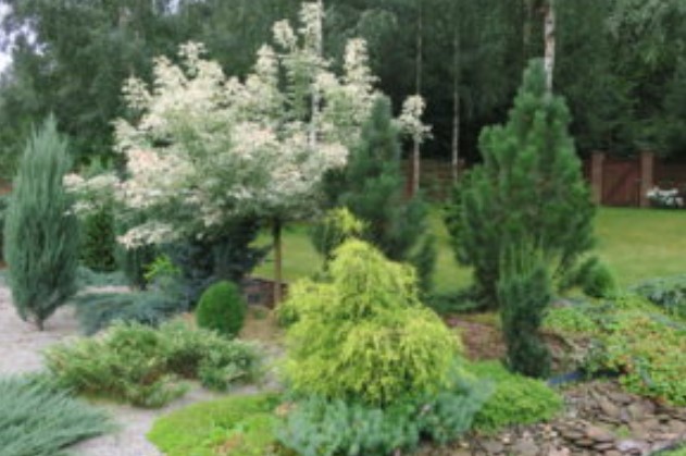 Фламинго клен Цветна леха с дървета