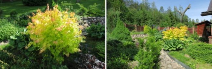 Не е мразоустойчив храстов клен Далечнолистни кленови листа