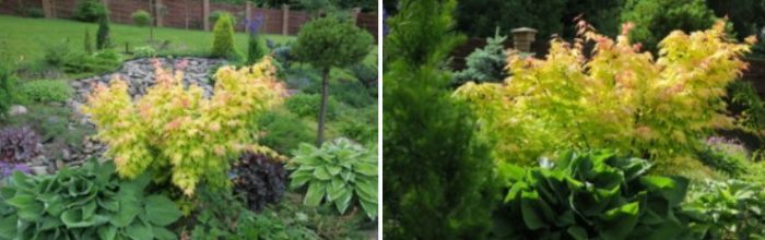 Растеж на година Клен в цветната леха