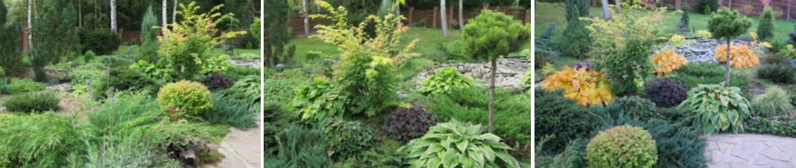 Дланест клен Клен Acer palmatum през есента