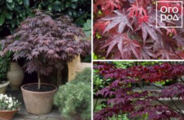 Явор Бордо клен