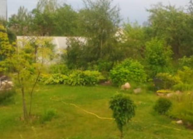 Сорт Lanciniatum Vieri Клен Lanciniatum Vieri