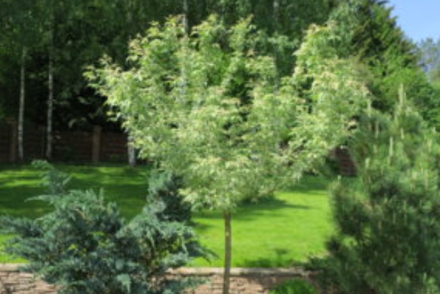 Кленово дърво в началото на лятото Фламинго клен