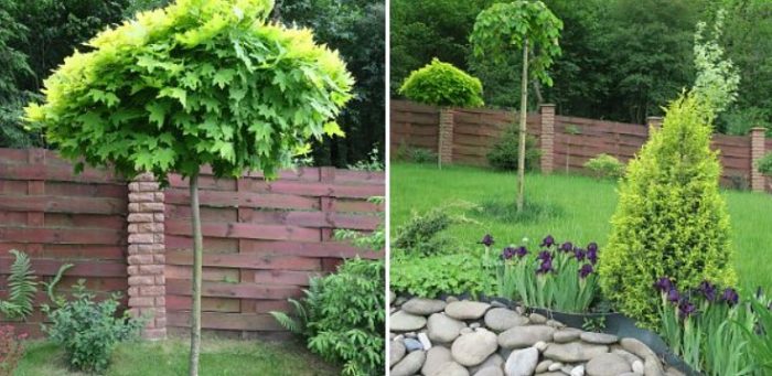 Дърво в японска градина Норвежки клен