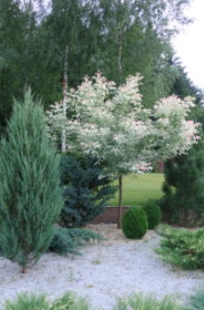 Клен сред иглолистни дървета Клен в пейзажа